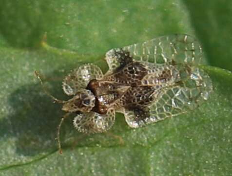 Image of Oak Lace Bug