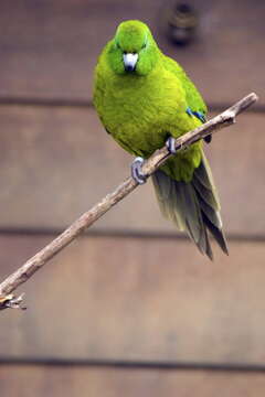 Image of Antipodes Green Parakeet