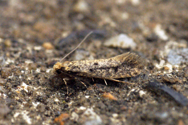 Image of Brown-dotted Clothes Moth