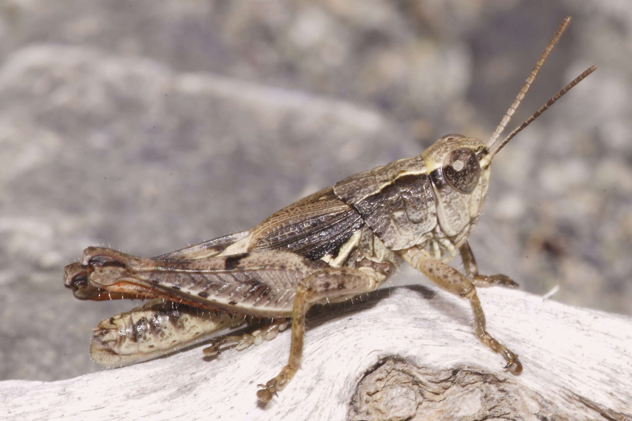 Image of New Zealand Grasshopper