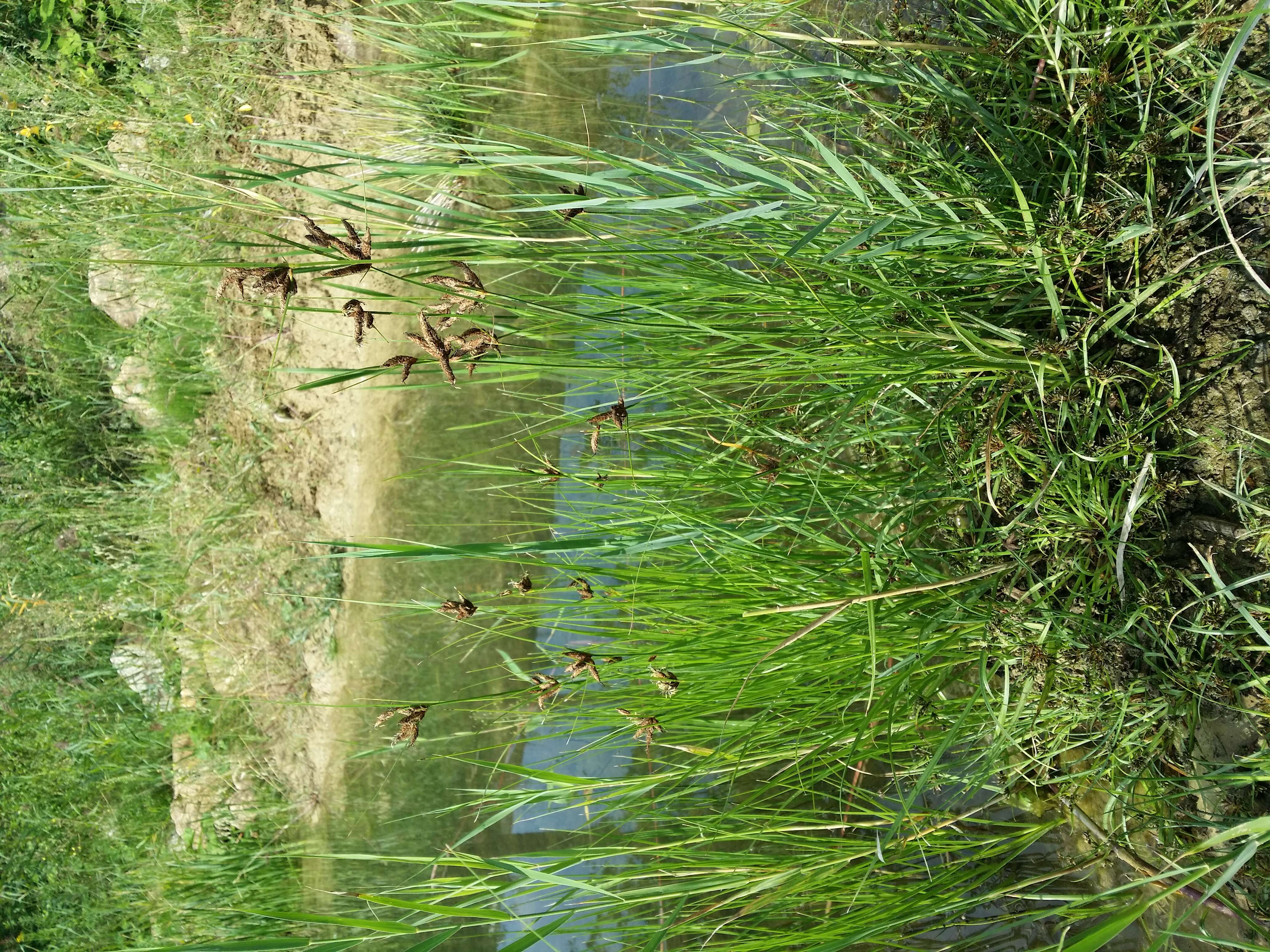 Imagem de Bolboschoenus planiculmis (F. Schmidt) T. V. Egorova