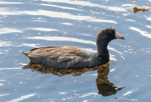 Image of Fulica Linnaeus 1758