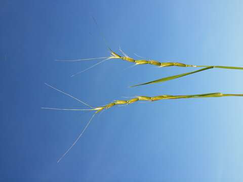 Plancia ëd Aegilops cylindrica Host