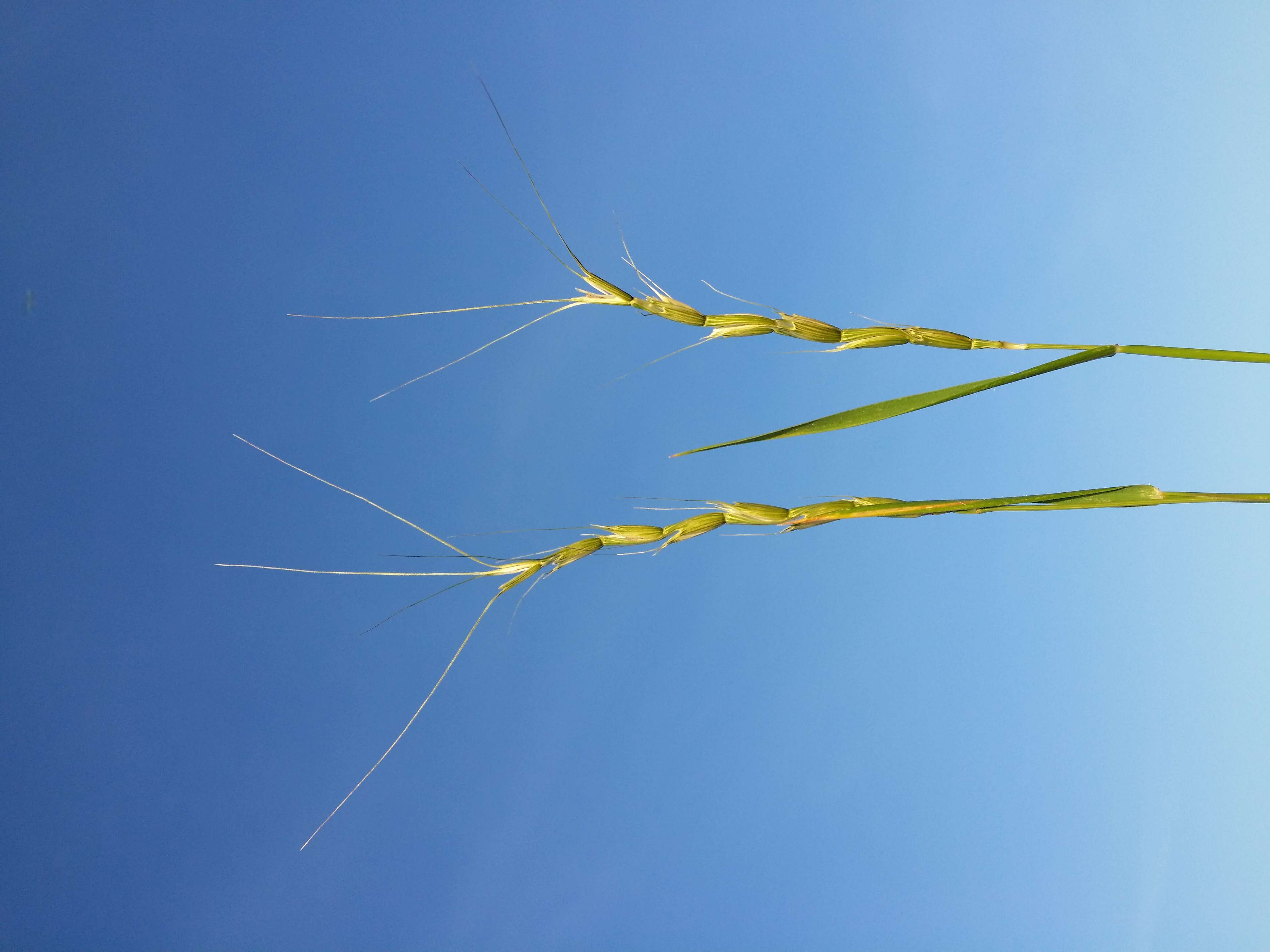 Plancia ëd Aegilops cylindrica Host