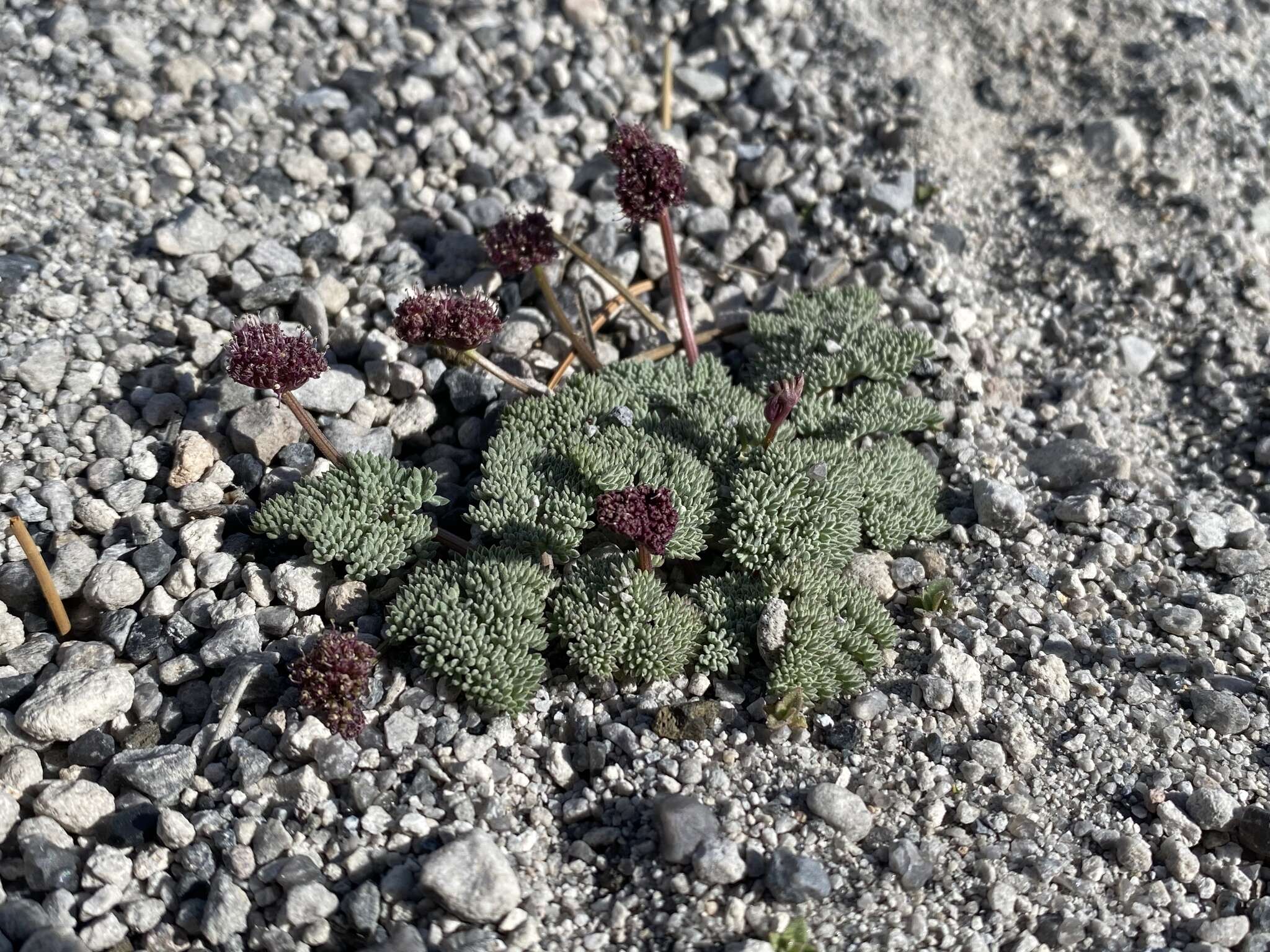 Image of gray springparsley