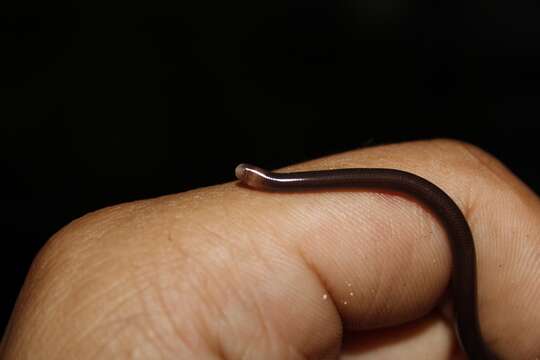 Image of Whitenose Blind Snake