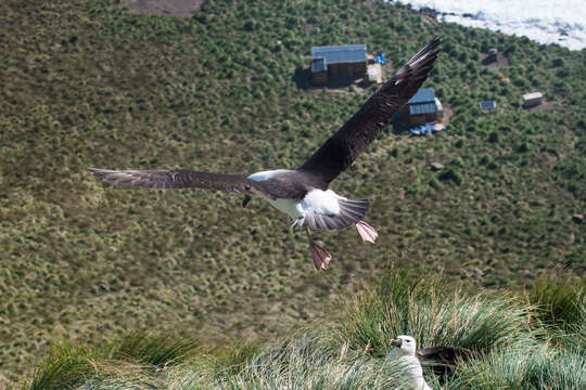 Image of Indian Yellow-nosed Albatross