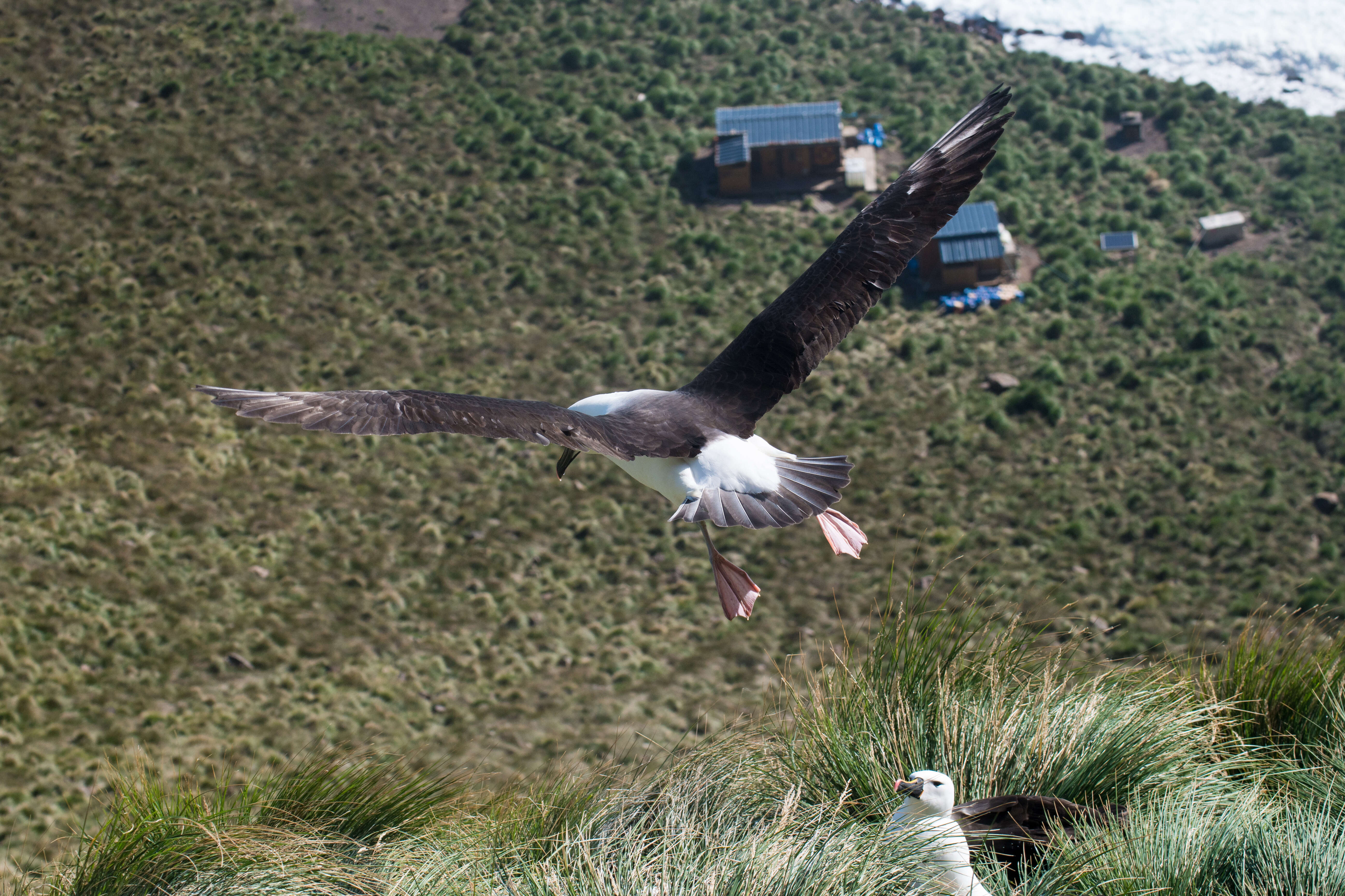 Image de Albatros de Carter