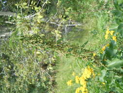 Image of California nettle