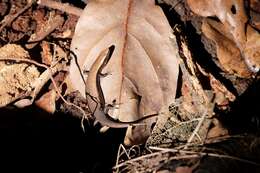 Image of Speckled Litter Skink