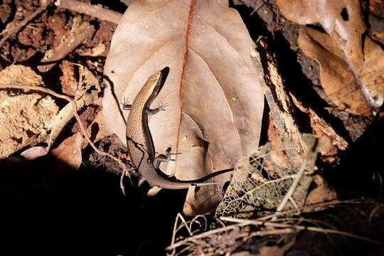 Image of Speckled Litter Skink