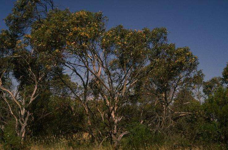 Image of Eucalyptus angulosa Schauer