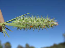 Image of Narrow Clover