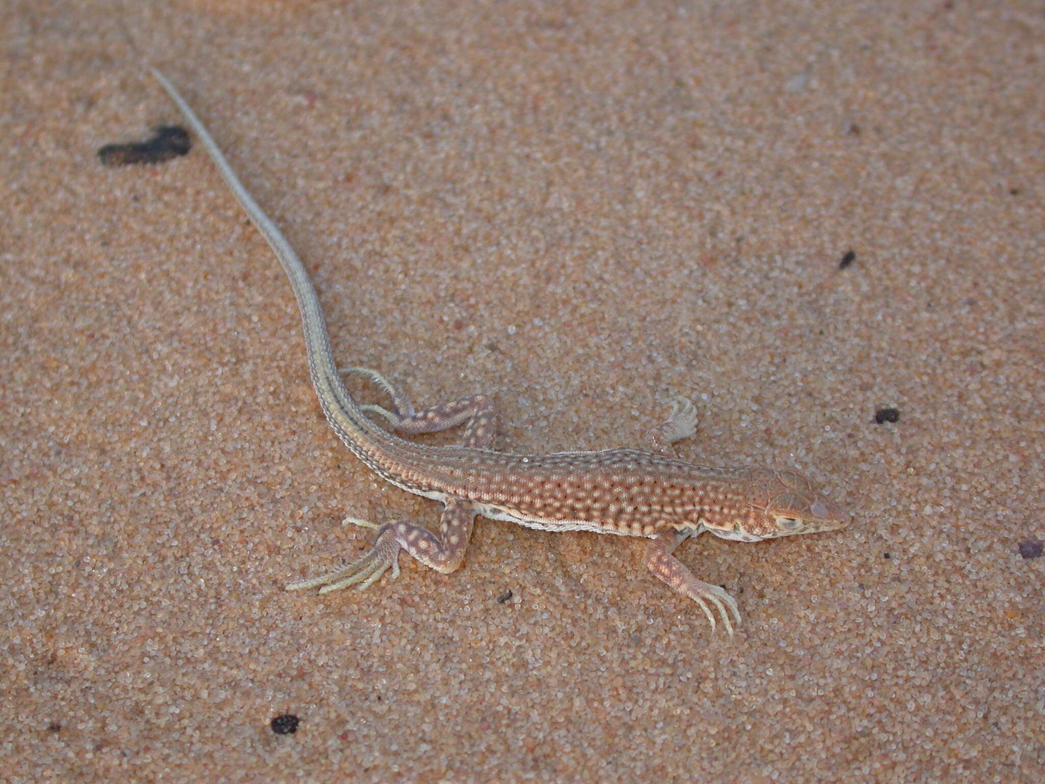 Plancia ëd Acanthodactylus dumerilii (Milne-edwards 1829)