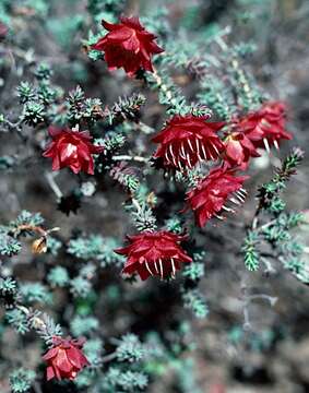 Image of Darwinia purpurea (Endl.) Benth.