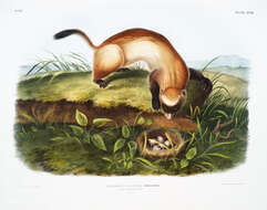 Image of Black-footed Ferret
