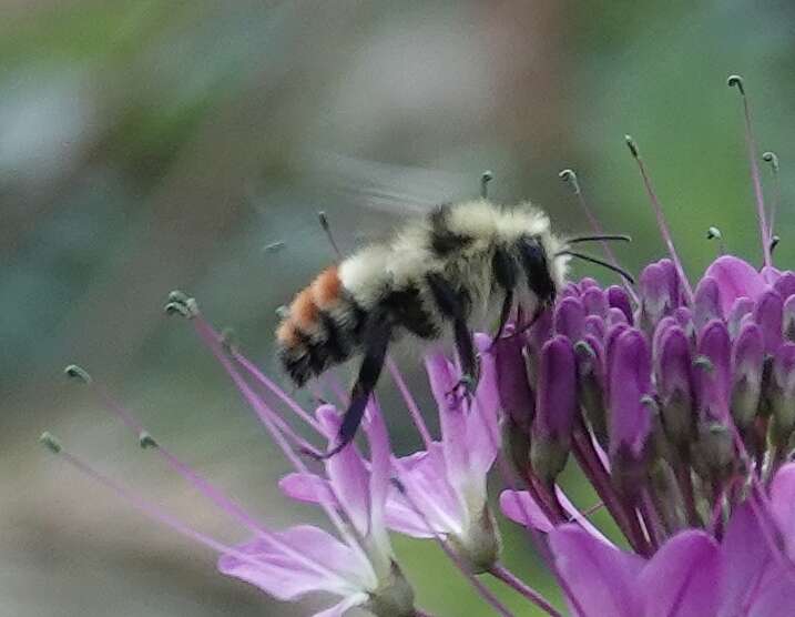 Image of spiderflower