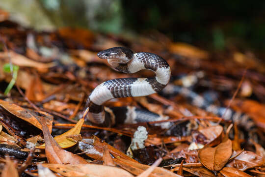 Слика од Lycodon fasciatus (Anderson 1879)