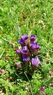 Image of chiltern gentian