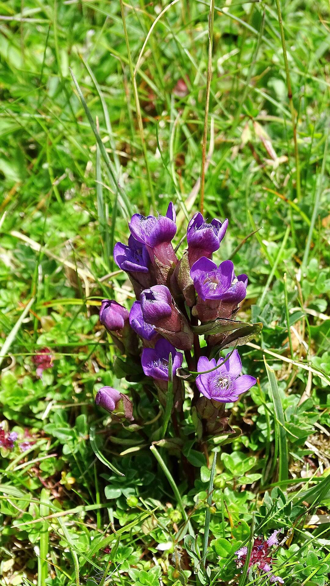 Image of chiltern gentian