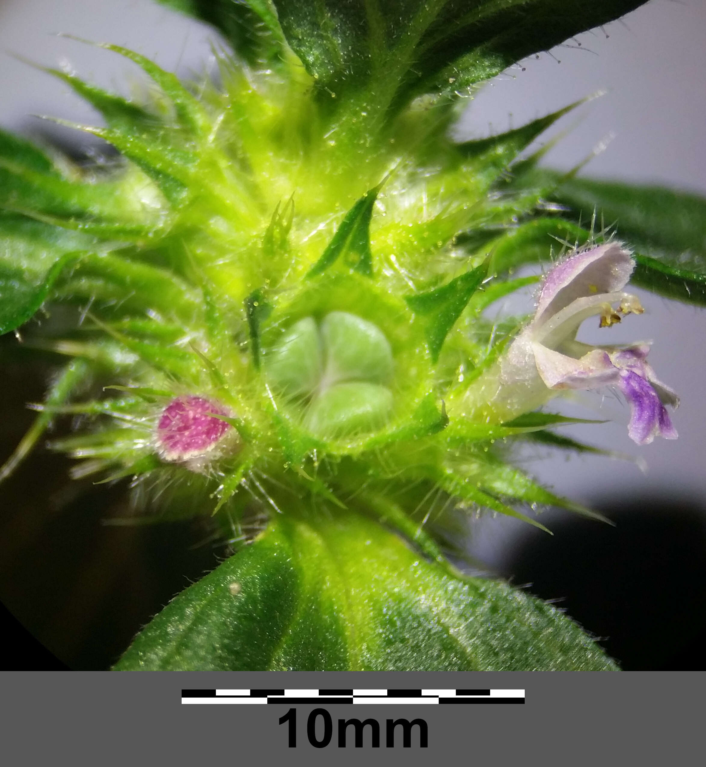 Image of lesser hemp-nettle