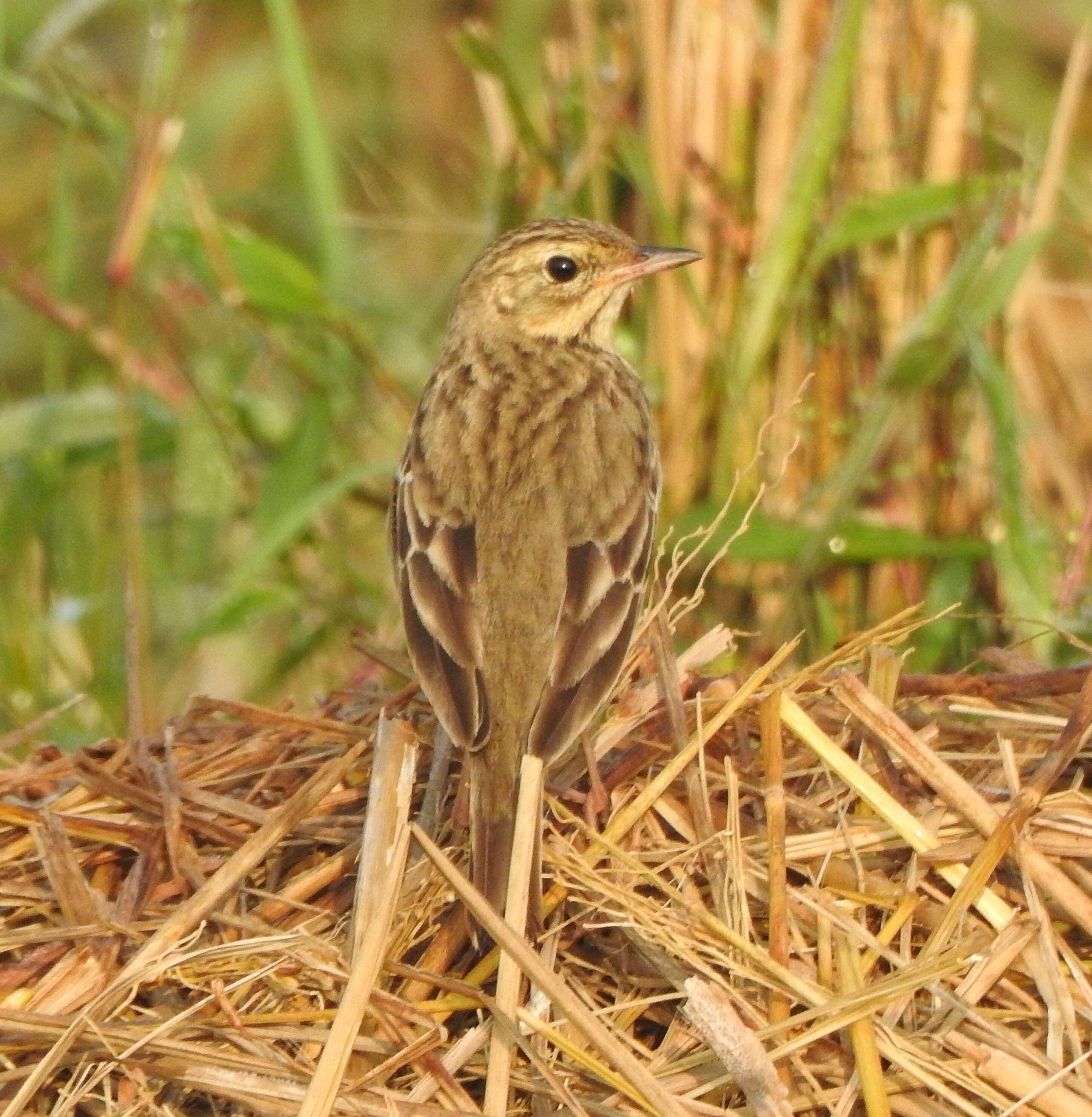 Image of Tree Pipit