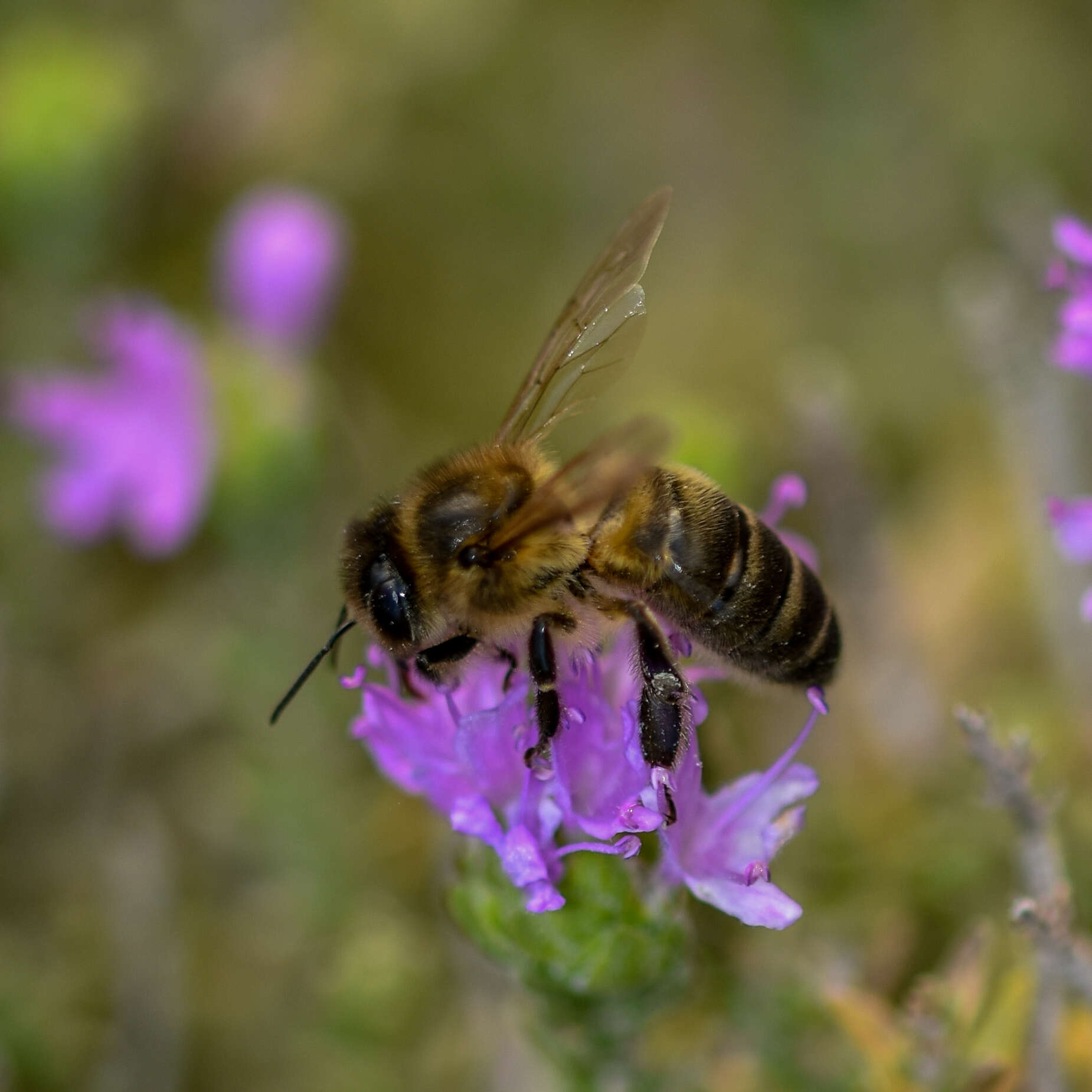 Image de Apis mellifera ruttneri