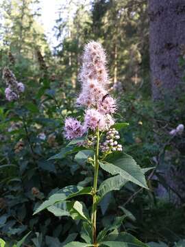 Слика од Spiraea salicifolia L.