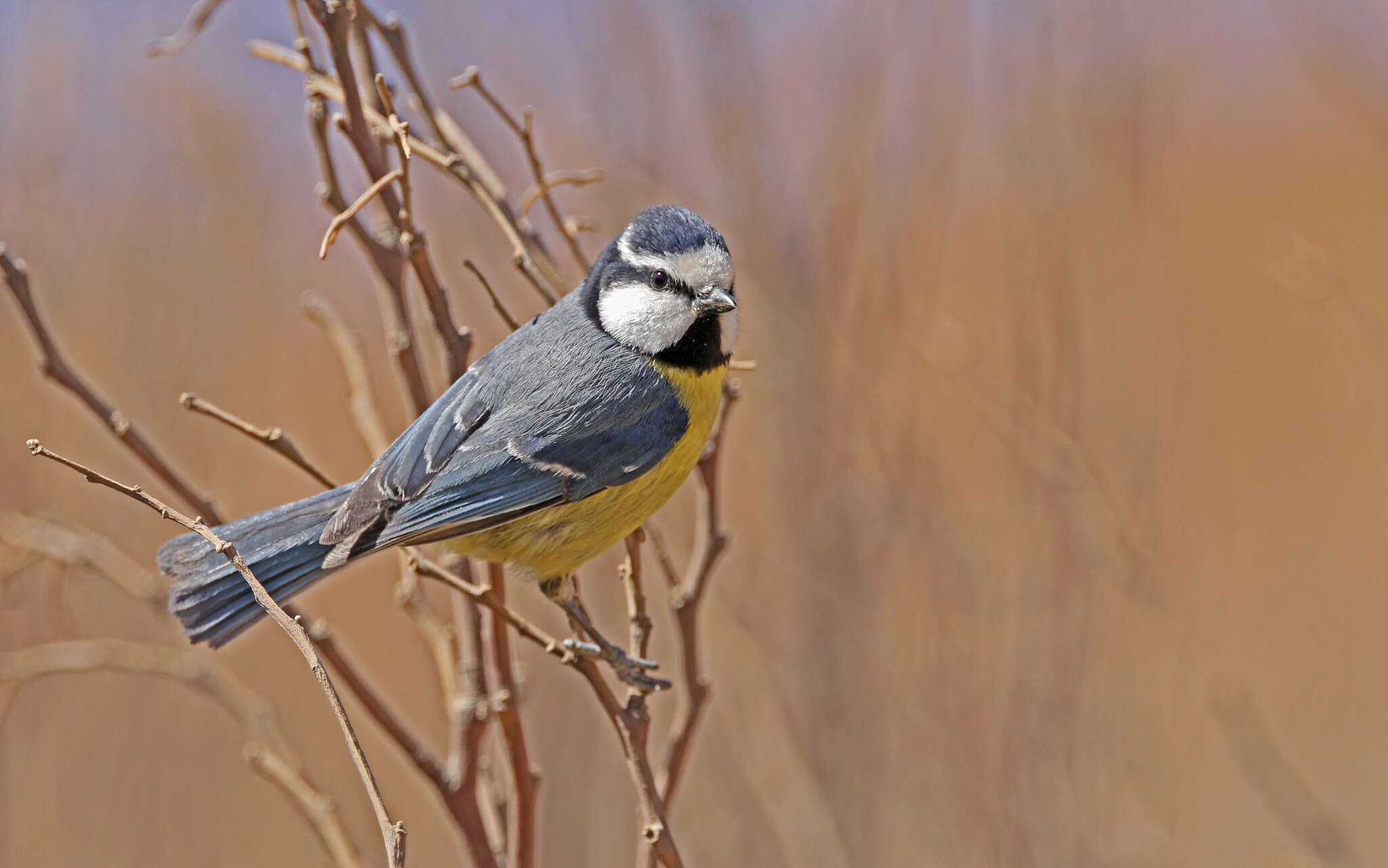 Image of African Blue Tit