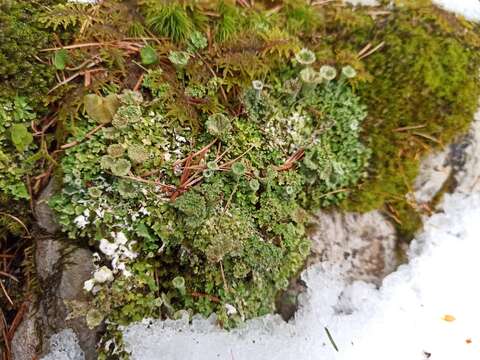 Image of cup lichen