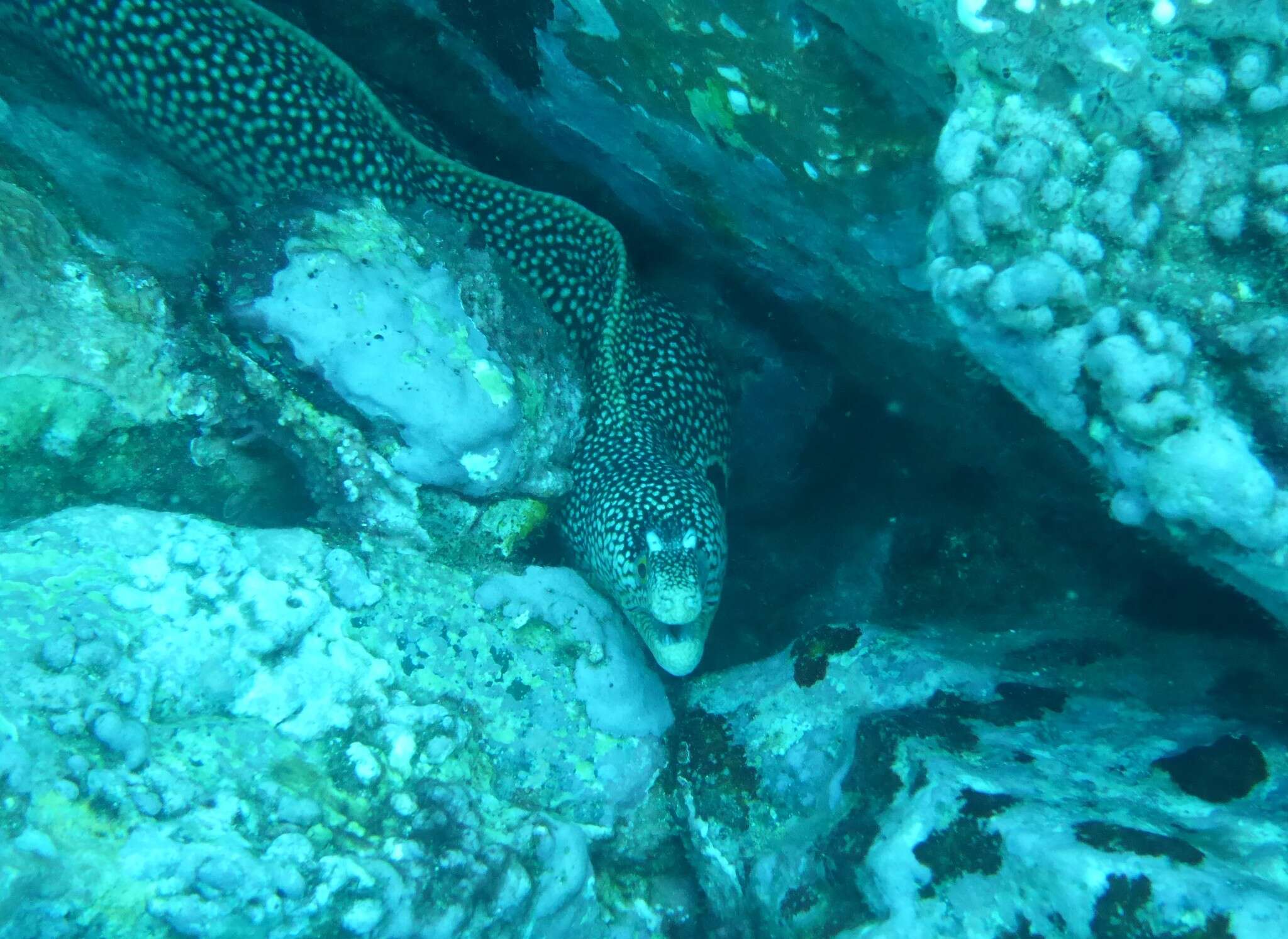 Image of Honeycomb Moray