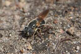 Image of Callicera erratica (Walker 1849)