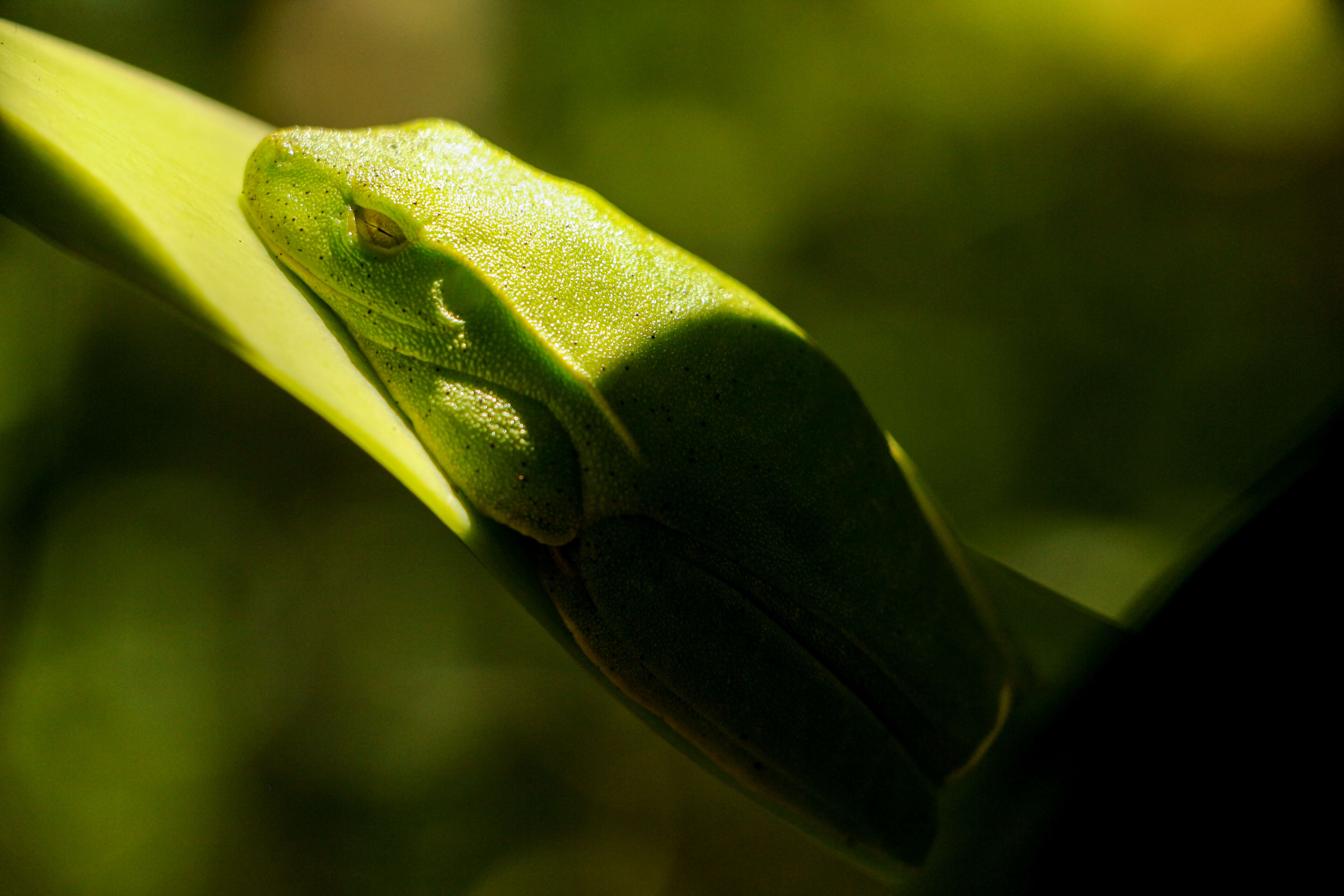 Image of Boana albomarginata