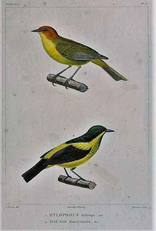 Image of Rust-and-yellow Tanager