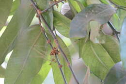 Image of Garcinia talbotii Raiz.