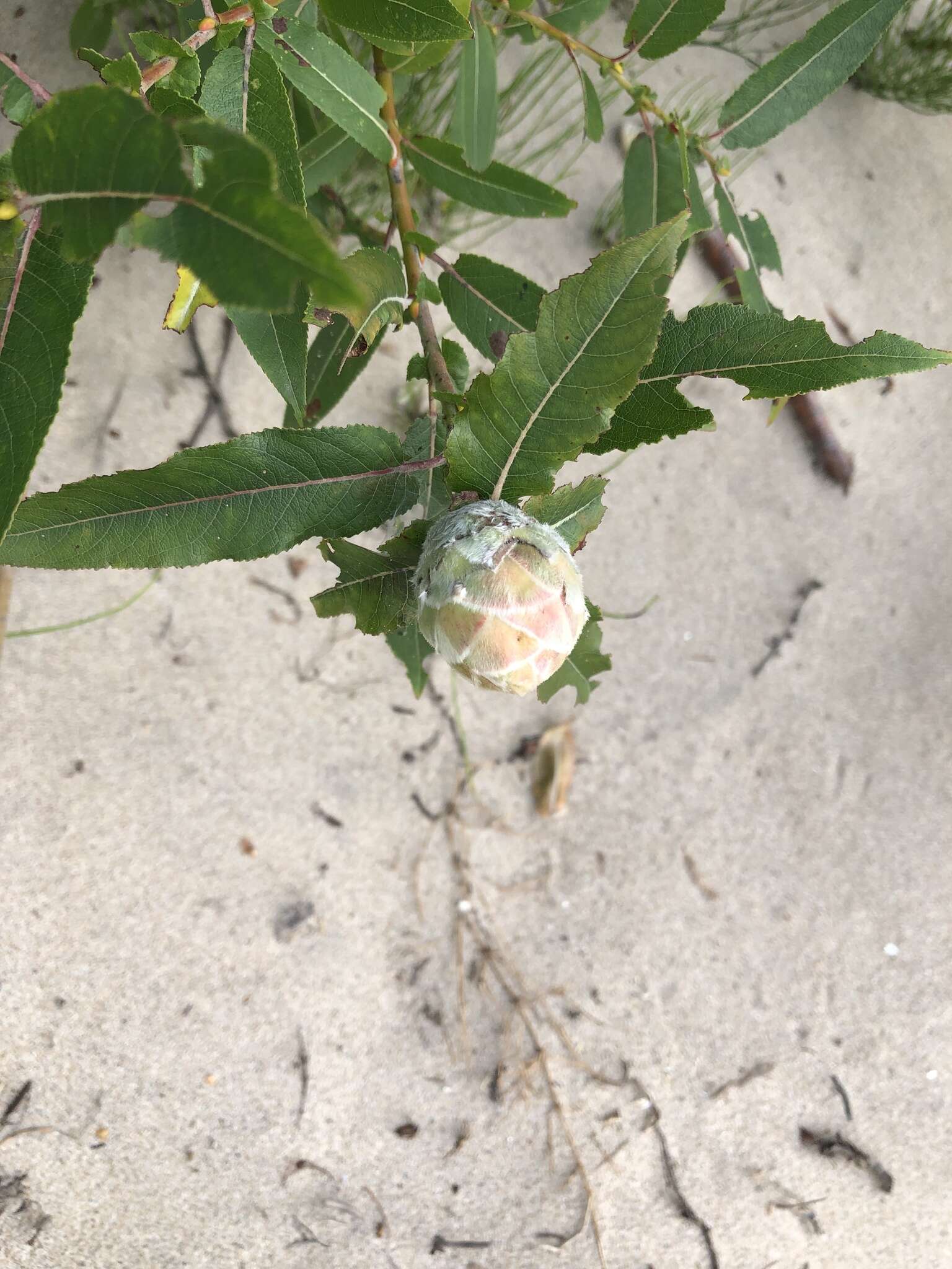 Image of Willow Pinecone Gall Midge