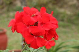 Image of Geranium