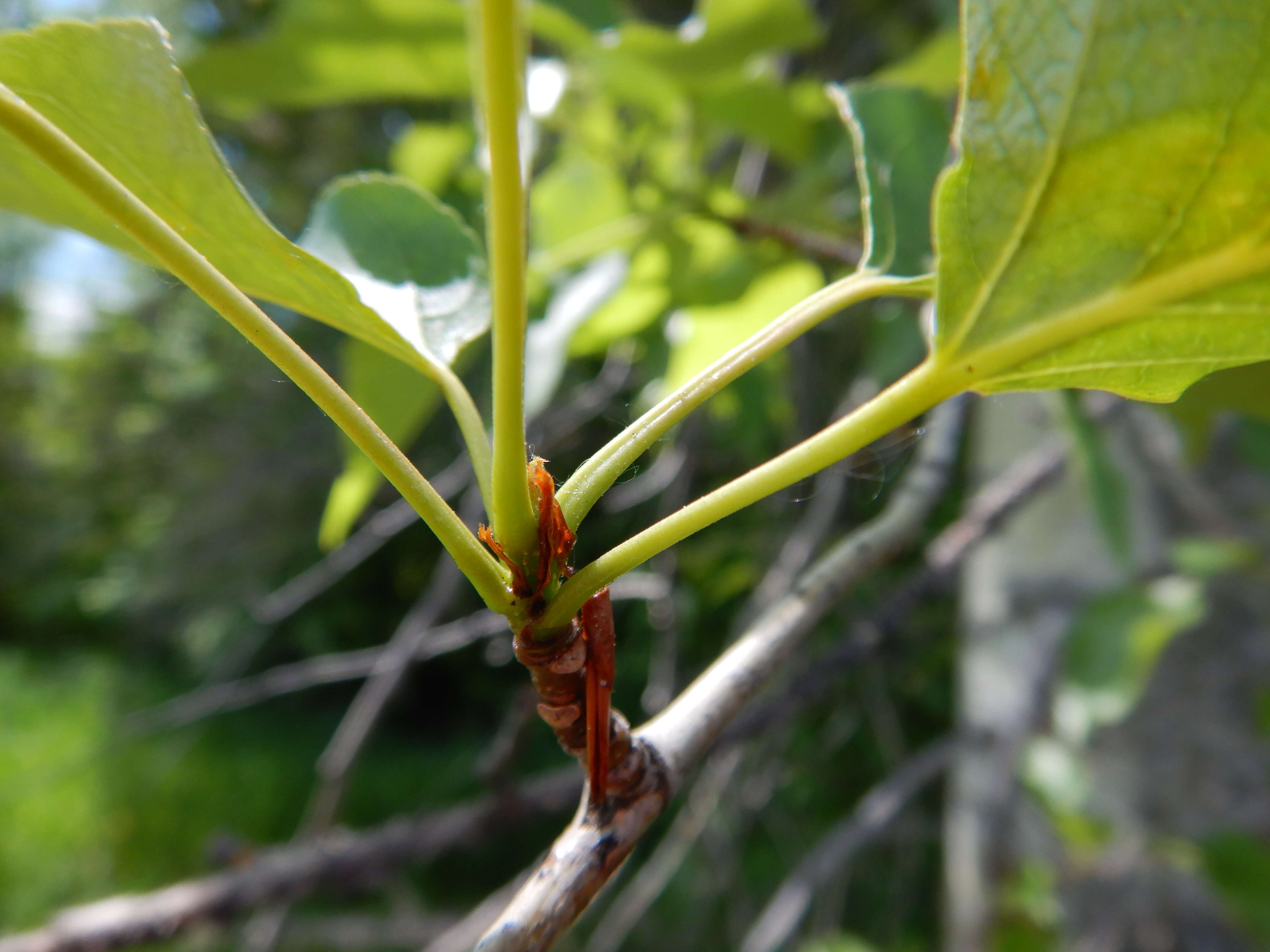 Слика од Populus balsamifera L.