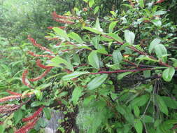 Image of Salix denticulata Andersson