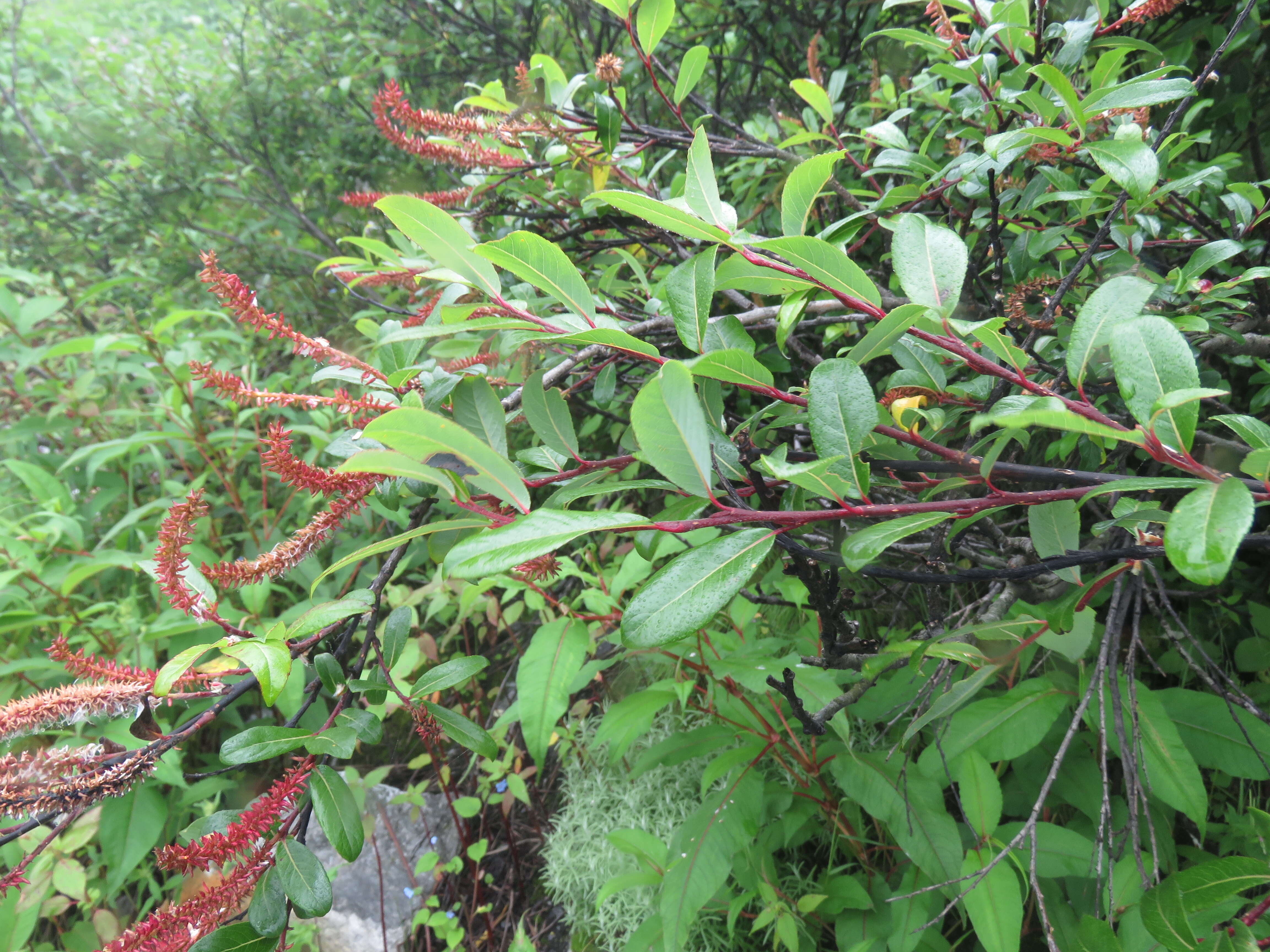 Image of Salix denticulata Andersson