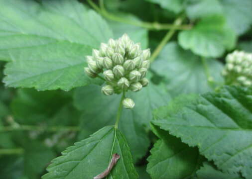 Physocarpus opulifolius (L.) Maxim. resmi