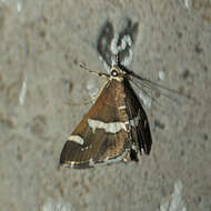 Image of Beet webworm moth