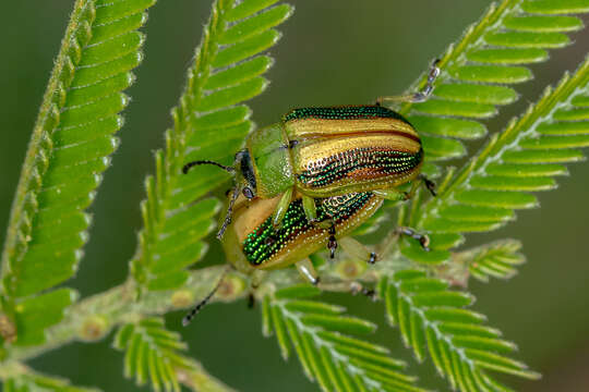 Image of Calomela bartoni