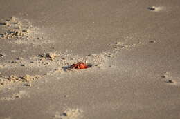 Image of red ghost crab