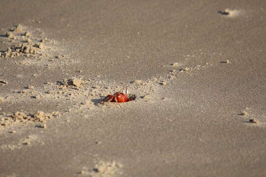 Image of red ghost crab