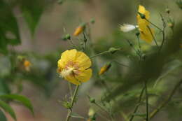 Image of Abutilon persicum (Burm. fil.) Merr.