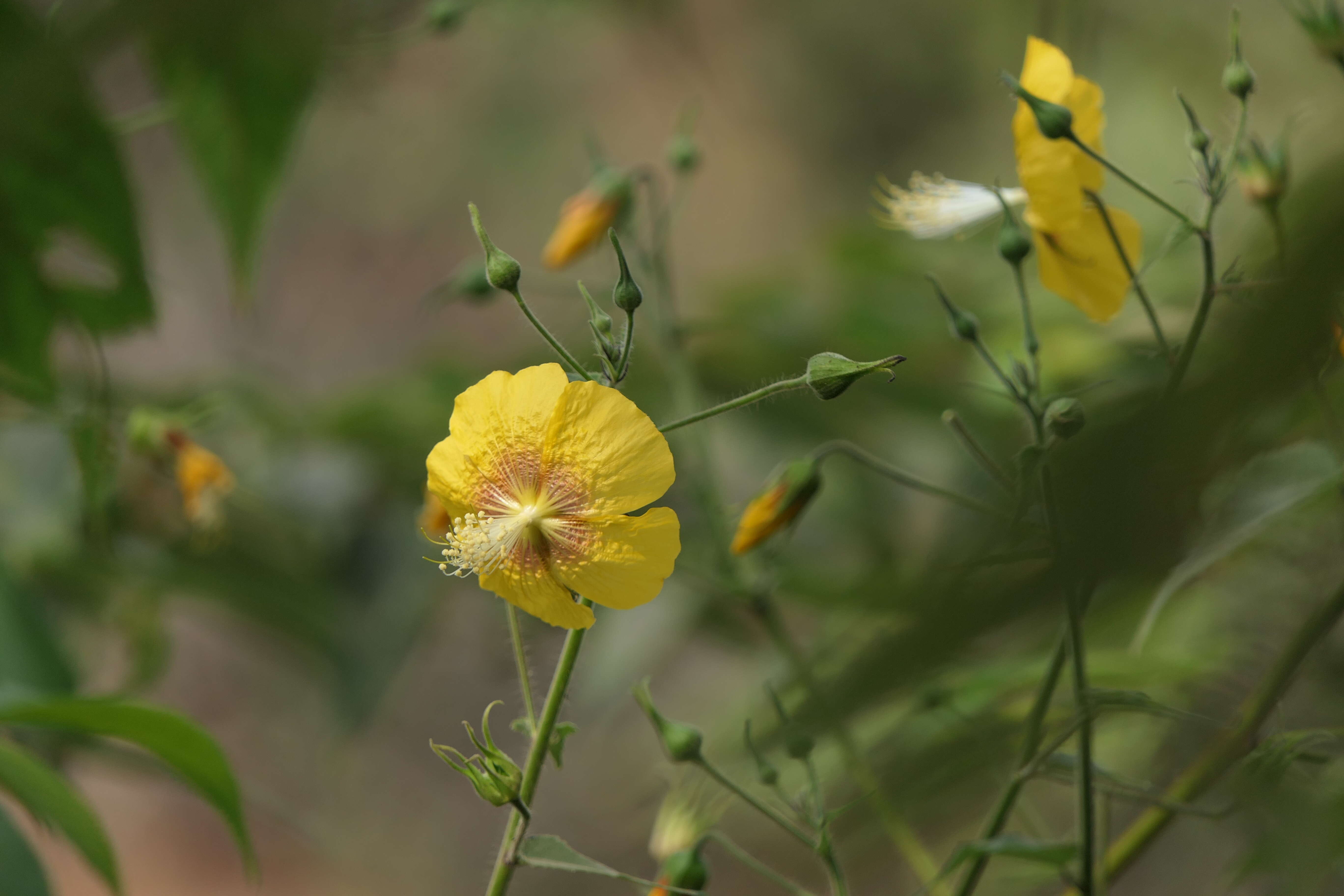 Imagem de Abutilon persicum (Burm. fil.) Merr.