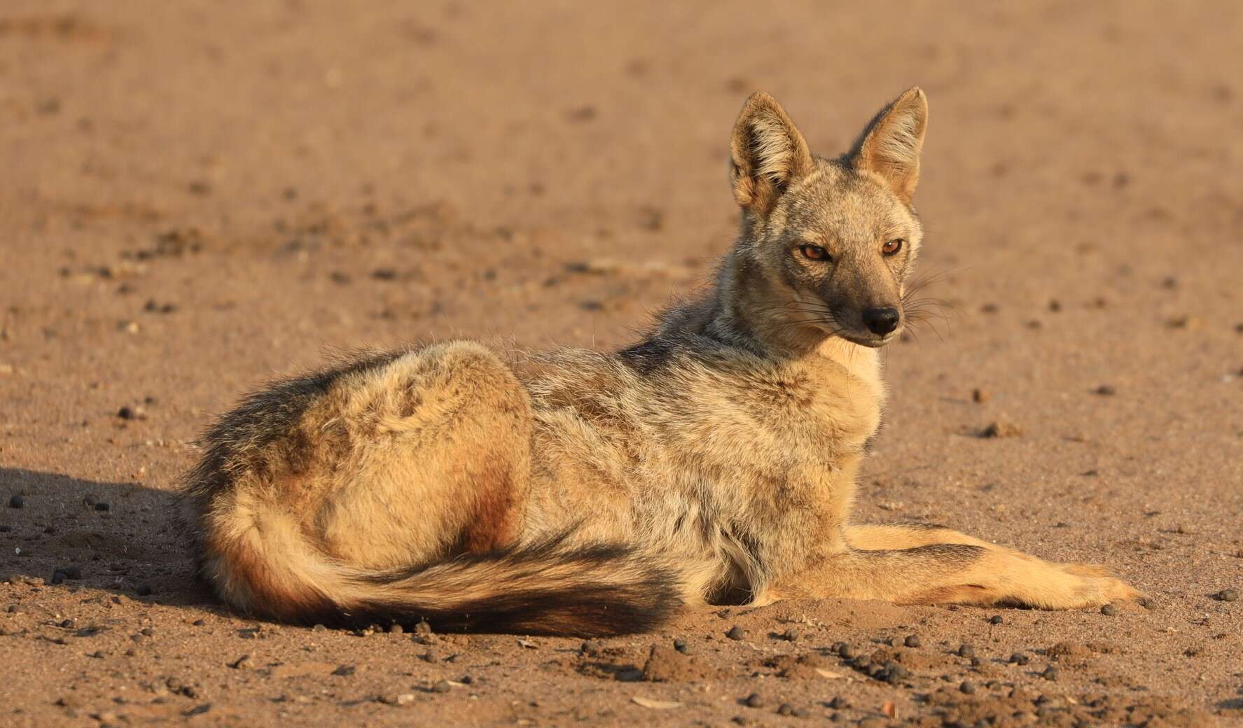 Image of Side-striped Jackal