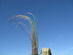 Image of Austrostipa nodosa (S. T. Blake) S. W. L. Jacobs & J. Everett