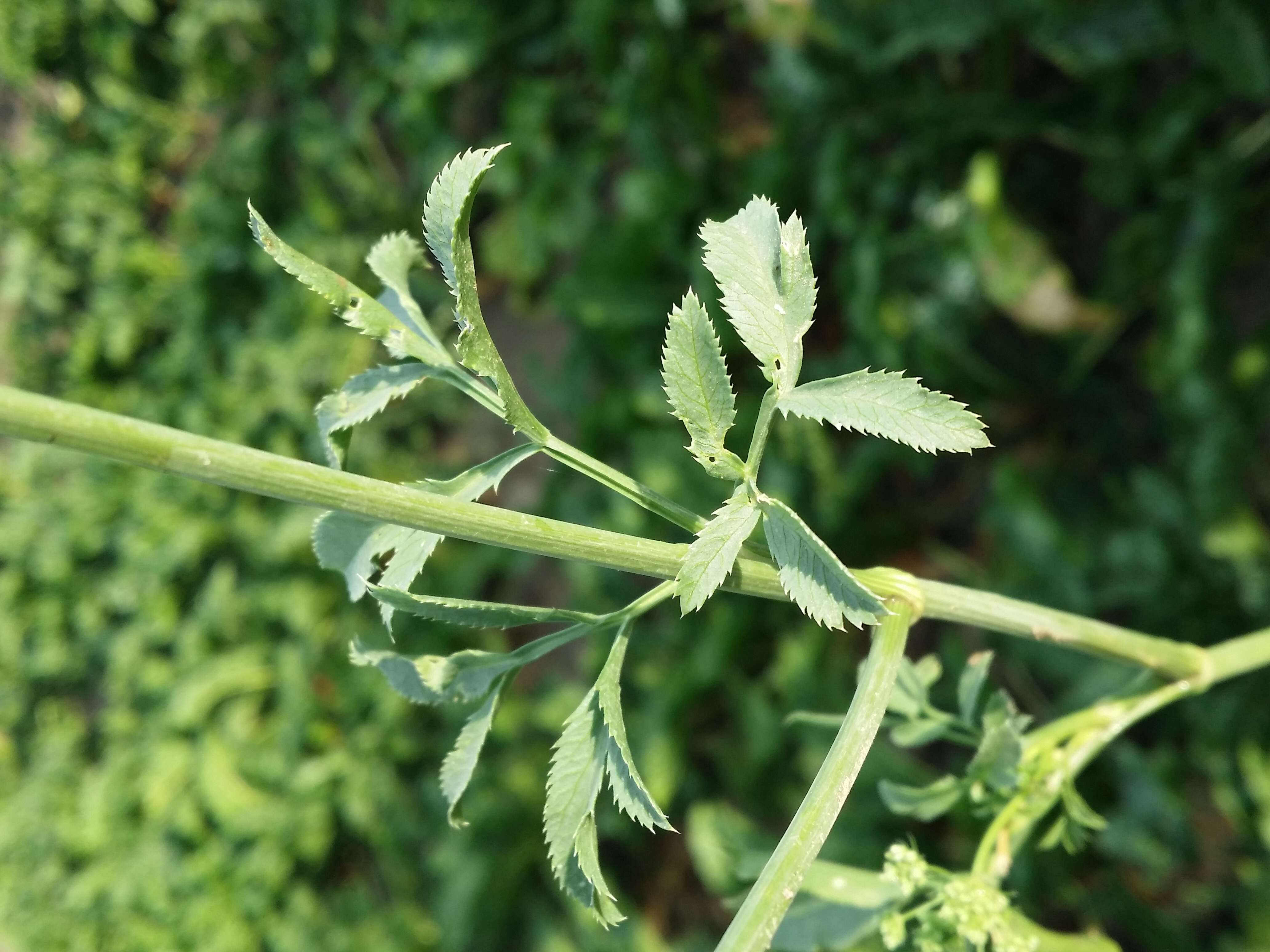 Imagem de Ammi majus L.